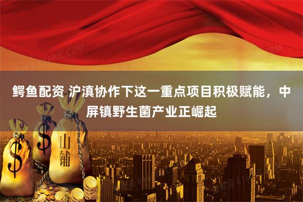 鳄鱼配资 沪滇协作下这一重点项目积极赋能，中屏镇野生菌产业正崛起